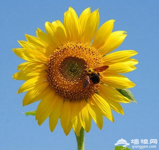 京郊向日葵主题公园 拥抱盛夏金色浪漫