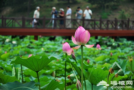 圆明园荷花节7月开启 赏荷攻略(图)