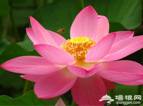 夏赏绿荷池 京城10处赏荷地游玩攻略