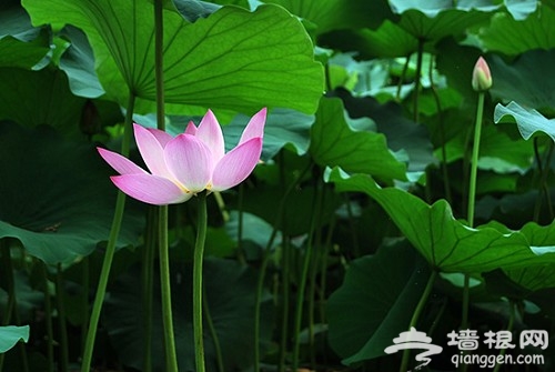 夏赏绿荷池 京城10处赏荷地游玩攻略