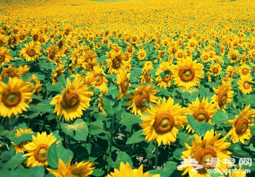 夏日&ldquo;花&rdquo;之旅 怀柔赏花游玩好去处