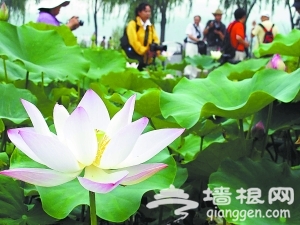北京莲花池公园盛开台湾九品香水莲(图)