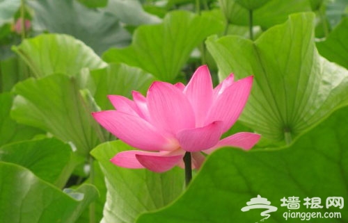 莲红缀雨好风韵 颐和园赏荷攻略