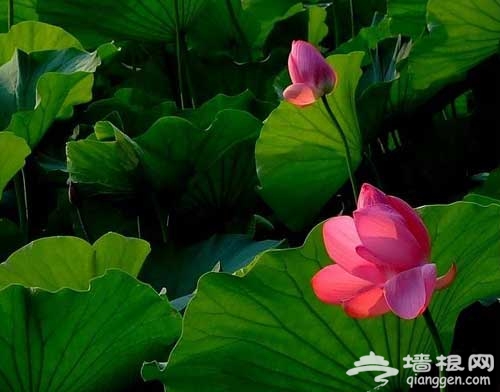 红衣翠扇映清波 北海公园赏荷攻略