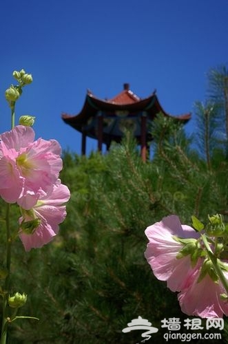 硅化木国家地质公园 硅化木国家地质公园