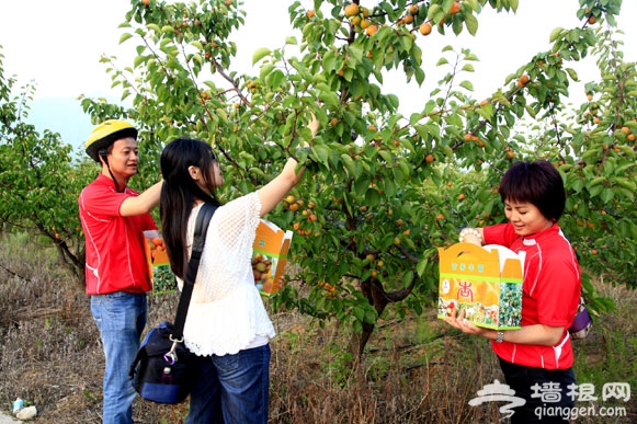 京郊延庆新庄堡万亩鲜杏进入采摘旺季[墙根网]
