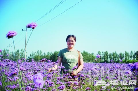 薰衣草季节 京郊浪漫薰衣草观赏地TOP4[墙根网]