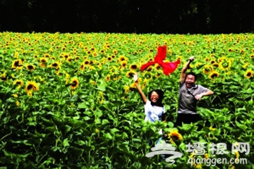 免费逛葵园 京郊向日葵赏花攻略