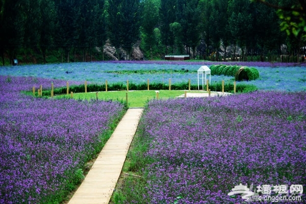 紫海香堤棚屋露营，虫鸣花香入梦来