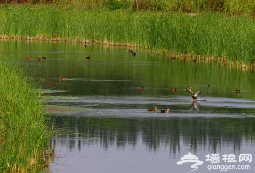 水乡泽国 寻访北京城历史上的湿地公园