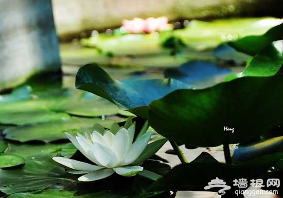 薰衣草浪漫花开 云峰山净土寻香记(图)