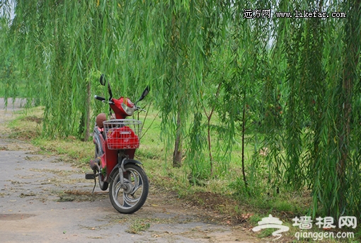桃园小景