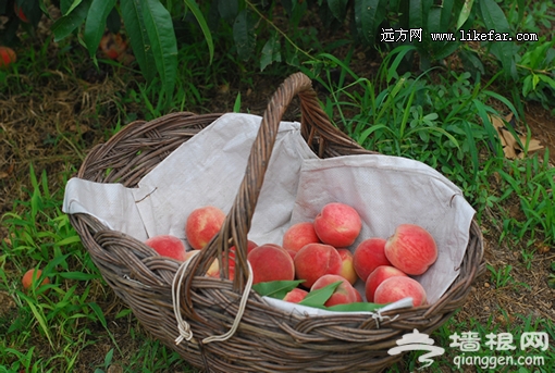 一篮红艳艳