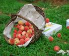 京郊盛夏水蜜桃 采摘一缕夏日香气