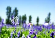京郊布拉格农场 艳阳下的薰衣草花田