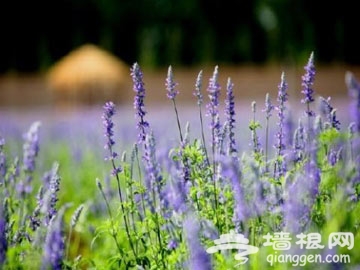 京郊薰衣草观赏地大搜罗