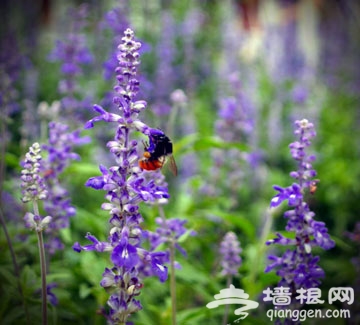 京郊薰衣草观赏地大搜罗