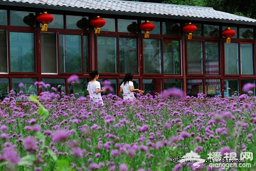 花田餐厅 摄影:李志明 花田餐厅 摄影:李志明