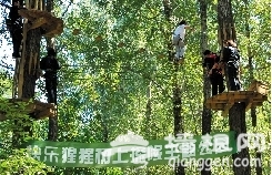 快乐猩猩 树上穿越