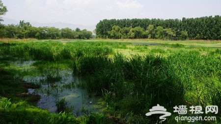 稻香湖自然湿地公园 稻花香里说丰年
