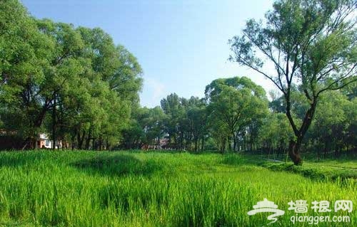 周末休闲游 北京湿地公园游玩5大好去处