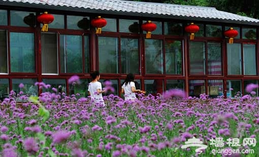 北京月牙湾游玩全攻略 陶醉在花香四溢中(图)