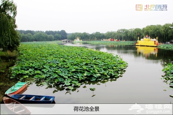 别有一番风味 八月圆明园赏残荷游灯会