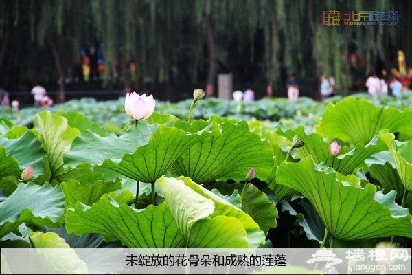 别有一番风味 八月圆明园赏残荷游灯会
