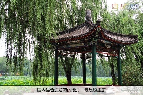 别有一番风味 八月圆明园赏残荷游灯会
