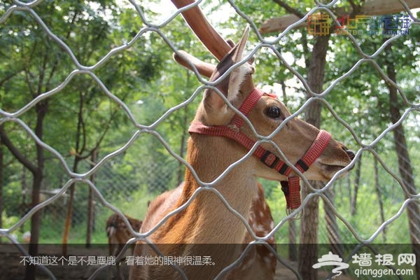 北京国际汽车露营公园里的动物们