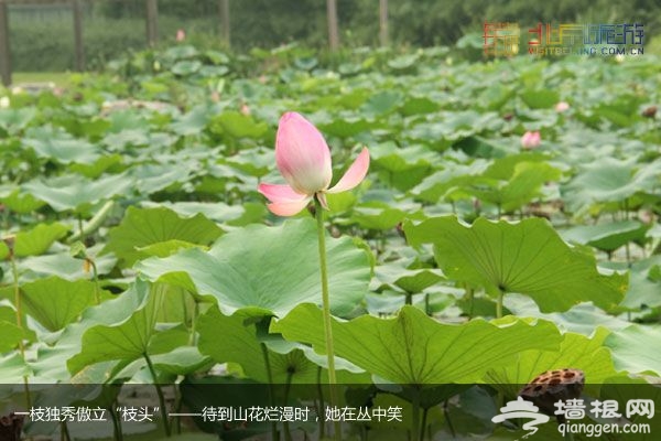 稻香湖湿地公园 许你一个宁静夏日(图)