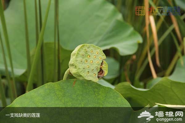 稻香湖湿地公园 许你一个宁静夏日(图)