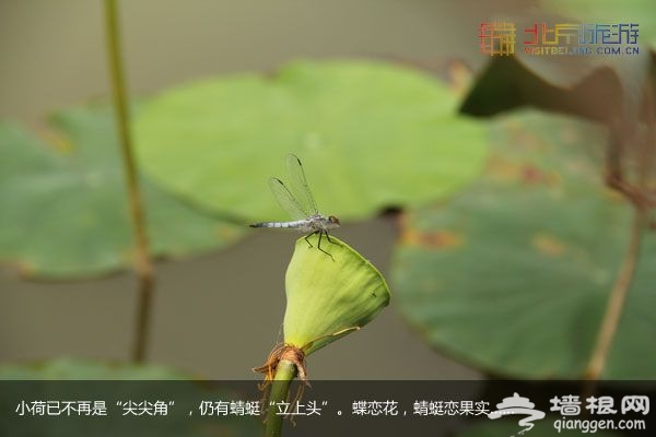 稻香湖湿地公园 许你一个宁静夏日(图)