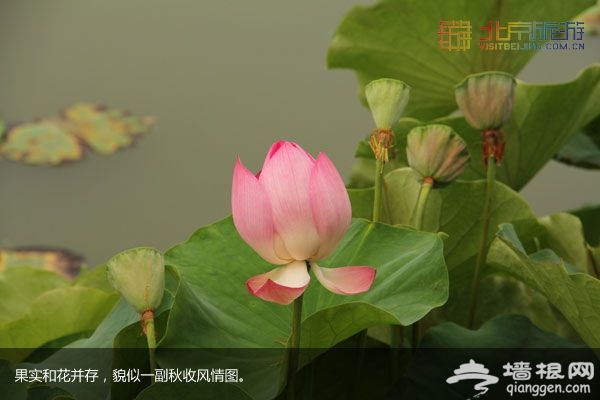 稻香湖湿地公园 许你一个宁静夏日(图)
