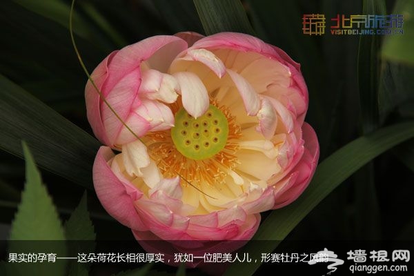 稻香湖湿地公园 许你一个宁静夏日(图)