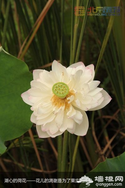 稻香湖湿地公园 许你一个宁静夏日(图)