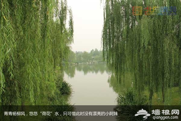 稻香湖湿地公园 许你一个宁静夏日(图)