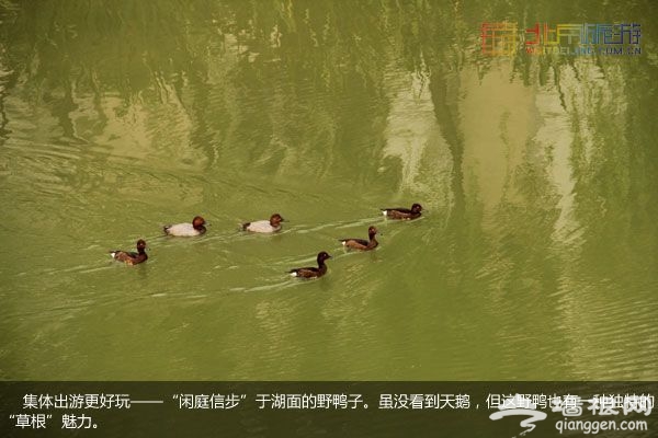 稻香湖湿地公园 许你一个宁静夏日(图)