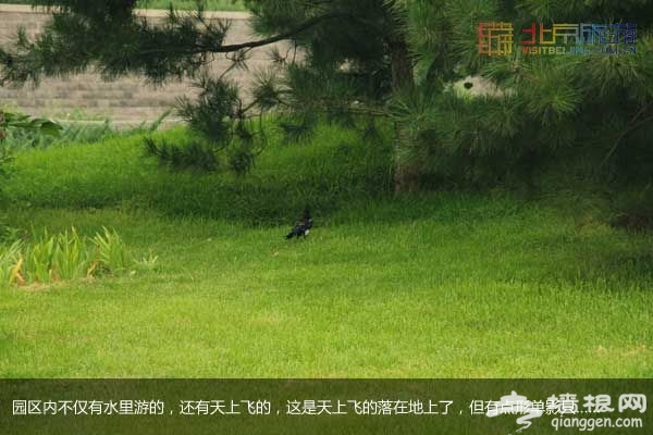 稻香湖湿地公园 许你一个宁静夏日(图)