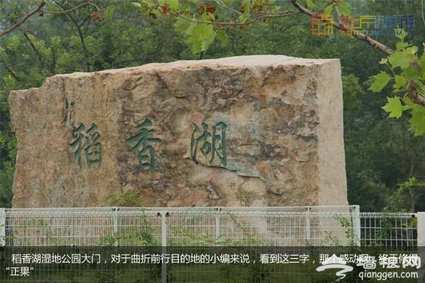 稻香湖湿地公园 许你一个宁静夏日(图)