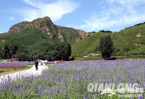 密云太师屯车道峪生态园即将开园[墙根网]