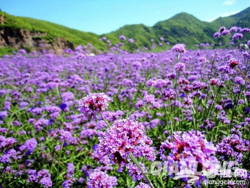 密云太师屯车道峪生态园即将开园[墙根网]