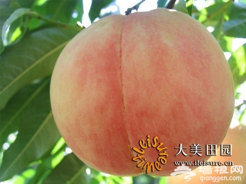 晚桃基地之乡——镇罗营 晚桃基地之乡——镇罗营