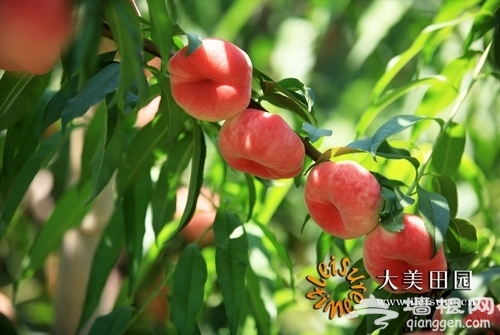 中华大桃第一村——后北宫 中华大桃第一村——后北宫