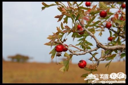 中秋木兰围场行[墙根网]