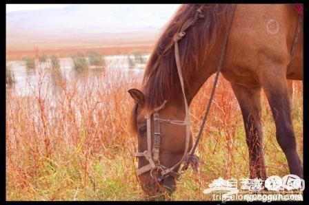 中秋木兰围场行[墙根网]
