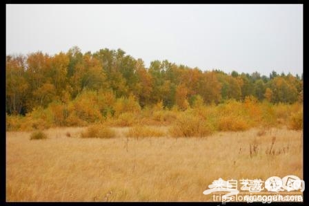 中秋木兰围场行[墙根网]