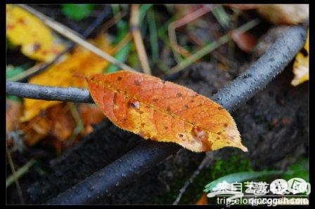 中秋木兰围场行[墙根网]
