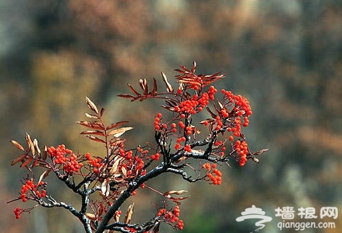 灵山 到京城第一高山赏最美秋色(图)