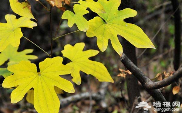 一览秋日美 京郊爬山赏红叶6大好去处(图)